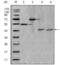 Apolipoprotein A4 antibody, abx015720, Abbexa, Enzyme Linked Immunosorbent Assay image 