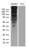 Sperm Associated Antigen 5 antibody, LS-C795455, Lifespan Biosciences, Western Blot image 