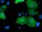 DnaJ Heat Shock Protein Family (Hsp40) Member A2 antibody, NBP2-02996, Novus Biologicals, Immunocytochemistry image 