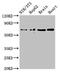 Embigin antibody, CSB-PA754239LA01HU, Cusabio, Western Blot image 