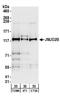 Lysine Demethylase 4B antibody, A301-478A, Bethyl Labs, Western Blot image 
