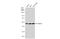 Cell Division Cycle 37 antibody, GTX111510, GeneTex, Western Blot image 