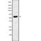 Tigger Transposable Element Derived 2 antibody, abx218990, Abbexa, Western Blot image 