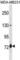 Asparagine Synthetase Domain Containing 1 antibody, abx031046, Abbexa, Western Blot image 