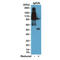 Ig gamma-2B chain C region antibody, M33092, Boster Biological Technology, Western Blot image 