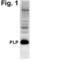 Proteolipid Protein 1 antibody, PA3-150, Invitrogen Antibodies, Western Blot image 