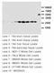 C-C Motif Chemokine Ligand 2 antibody, LS-C172221, Lifespan Biosciences, Western Blot image 
