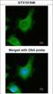 Calcium Sensing Receptor antibody, GTX101348, GeneTex, Immunocytochemistry image 