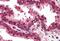 Emerin antibody, MBS240356, MyBioSource, Immunohistochemistry paraffin image 