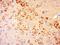 TRNA-YW Synthesizing Protein 5 antibody, orb1915, Biorbyt, Immunohistochemistry paraffin image 