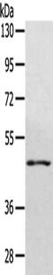 WD Repeat Domain 4 antibody, CSB-PA991415, Cusabio, Western Blot image 