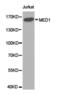 Mediator Complex Subunit 1 antibody, LS-C192869, Lifespan Biosciences, Western Blot image 