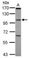 Protocadherin Gamma Subfamily C, 4 antibody, NBP2-19728, Novus Biologicals, Western Blot image 