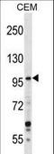 Growth Regulating Estrogen Receptor Binding 1 antibody, LS-C166664, Lifespan Biosciences, Western Blot image 