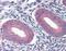 Grainyhead Like Transcription Factor 2 antibody, NBP1-80369, Novus Biologicals, Immunohistochemistry frozen image 