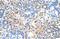 Solute Carrier Family 25 Member 45 antibody, NBP1-59876, Novus Biologicals, Immunohistochemistry frozen image 