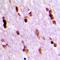 Ubin antibody, LS-C368936, Lifespan Biosciences, Immunohistochemistry frozen image 