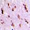 Ubiquilin 4 antibody, LS-C368936, Lifespan Biosciences, Immunohistochemistry frozen image 