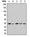 GATA Binding Protein 2 antibody, orb411622, Biorbyt, Western Blot image 