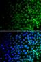 Unc-51 Like Kinase 4 antibody, LS-C349306, Lifespan Biosciences, Immunofluorescence image 