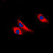 Galectin 9 antibody, LS-C352462, Lifespan Biosciences, Immunofluorescence image 