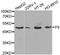 Coagulation Factor IX antibody, LS-C331558, Lifespan Biosciences, Western Blot image 