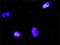 Par-3 Family Cell Polarity Regulator antibody, H00056288-D01P, Novus Biologicals, Proximity Ligation Assay image 