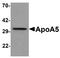 Apolipoprotein A5 antibody, A01242, Boster Biological Technology, Western Blot image 