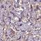 Endoglin antibody, NBP1-91212, Novus Biologicals, Immunohistochemistry paraffin image 