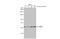 Heat Shock Transcription Factor 2 antibody, GTX114481, GeneTex, Western Blot image 