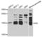 Interferon Alpha Inducible Protein 6 antibody, LS-C334528, Lifespan Biosciences, Western Blot image 