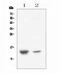 C-X-C Motif Chemokine Ligand 12 antibody, A00053-2, Boster Biological Technology, Western Blot image 