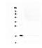 MYC Associated Factor X antibody, PA5-79637, Invitrogen Antibodies, Western Blot image 