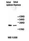 Interleukin 22 antibody, orb77830, Biorbyt, Western Blot image 
