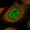 Spermatogenesis Associated 13 antibody, HPA041208, Atlas Antibodies, Immunocytochemistry image 