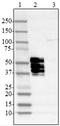 Tau, 1-223 antibody, 851304, BioLegend, Western Blot image 