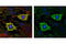 CD44 antibody, 5640S, Cell Signaling Technology, Immunofluorescence image 