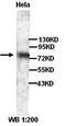 COX2 antibody, orb77218, Biorbyt, Western Blot image 