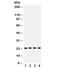 BCL2 Antagonist/Killer 1 antibody, R32246, NSJ Bioreagents, Western Blot image 