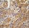 Transient Receptor Potential Cation Channel Subfamily M Member 8 antibody, LS-C100968, Lifespan Biosciences, Immunohistochemistry frozen image 