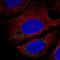 Consortin, Connexin Sorting Protein antibody, PA5-64915, Invitrogen Antibodies, Immunofluorescence image 