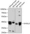 SH3 Domain Containing GRB2 Like 3, Endophilin A3 antibody, 19-283, ProSci, Western Blot image 