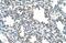 Protein naked cuticle homolog 1 antibody, NBP1-55270, Novus Biologicals, Immunohistochemistry frozen image 