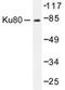 XRCC5 antibody, AP06398PU-N, Origene, Western Blot image 