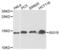 ISG15 Ubiquitin Like Modifier antibody, LS-C331326, Lifespan Biosciences, Western Blot image 