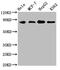 Aryl Hydrocarbon Receptor Nuclear Translocator antibody, CSB-RA002121A0HU, Cusabio, Western Blot image 