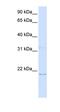 Chromosome 14 Open Reading Frame 180 antibody, orb325165, Biorbyt, Western Blot image 