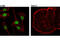 SIX Homeobox 1 antibody, 12891S, Cell Signaling Technology, Immunofluorescence image 
