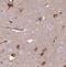 Nucleobindin 1 antibody, FNab05892, FineTest, Immunohistochemistry frozen image 