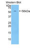 Histidine Rich Glycoprotein antibody, LS-C294516, Lifespan Biosciences, Western Blot image 